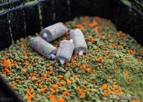钓鱼料十大排行榜(钓鱼用什么饵料好)插图1