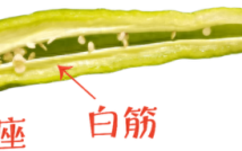 2021最辣辣椒排名前十(全国最辣辣椒第一名)