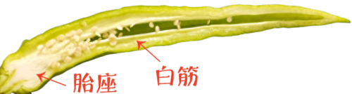 2021最辣辣椒排名前十(全国最辣辣椒第一名)插图