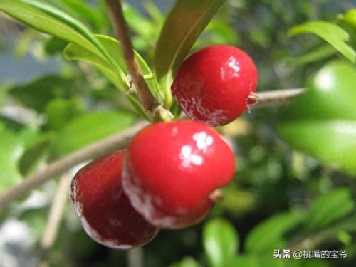 南美十大作物排行榜图标(南美高海拔作物)插图14