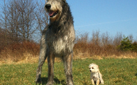 世界十大猛犬排行榜前十名(十大猛犬排名)