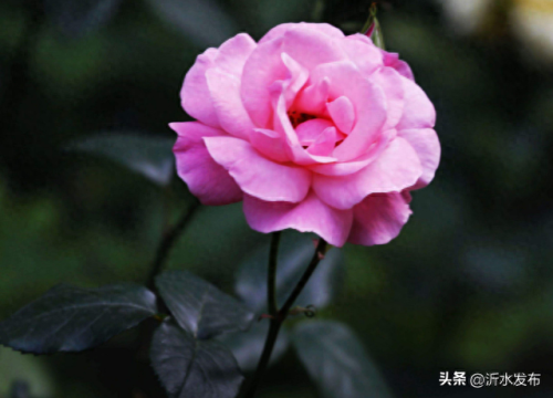 十大热门美女排行榜图片(福成集团十大美女)插图42