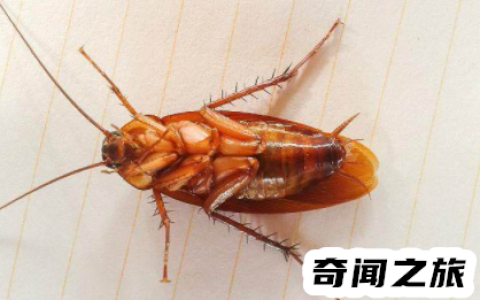 家里蟑螂多怎么解决(家里蟑螂多怎么办只要两个土豆)