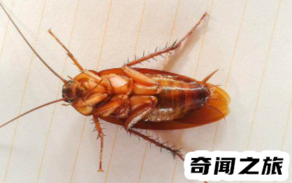 家里蟑螂多怎么解决(家里蟑螂多怎么办只要两个土豆)插图