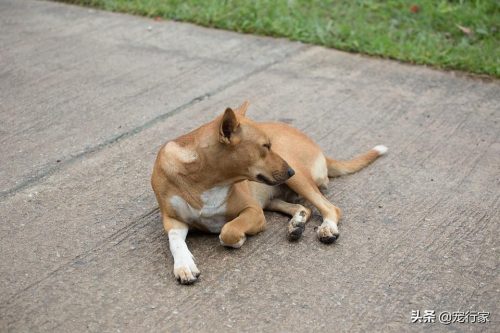 土狗为什么比其它宠物狗的寿命都要长(土狗宠物狗哪个寿命长)插图2