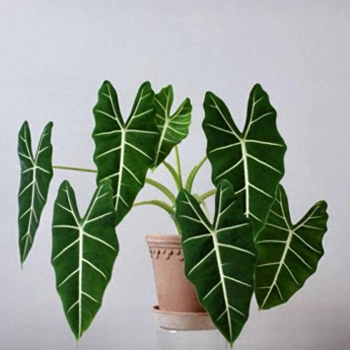 室内好养的植物排名前十(适合室内养的植物100种)插图11