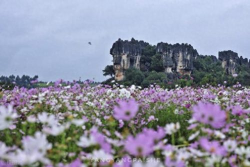 云南省十大鲜花品牌排行榜(云南十大顶级茶叶品牌)插图2
