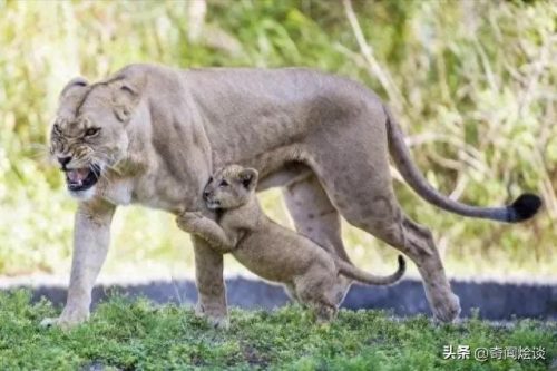 动物捕猎十大排行榜图片(动物捕猎残忍画面)插图18
