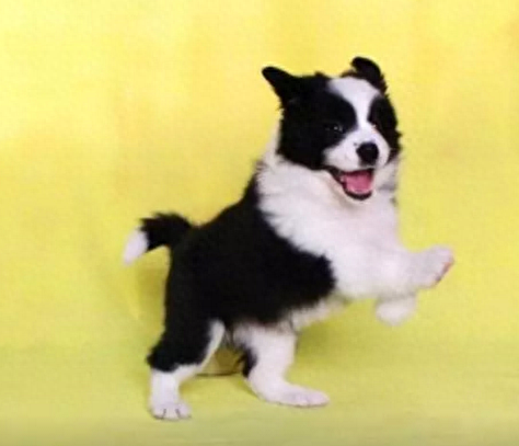 十大名犬排行榜图片欣赏(世界十大名犬排名大全)插图10