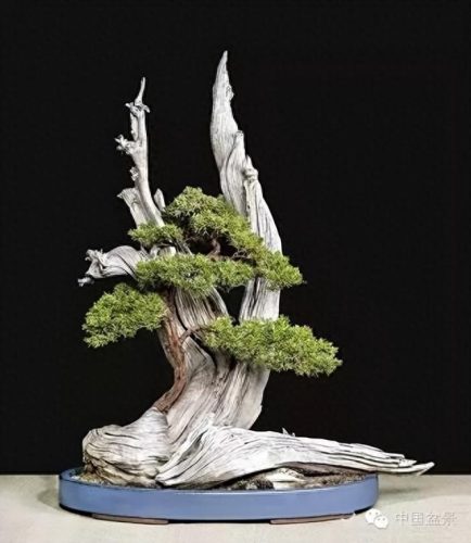 中国十大盆景排行榜前十名(盆景排行榜第一名)插图5