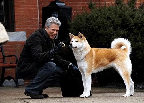 十大禁养凶犬排行榜最新(最凶犬排行榜前十名)插图4