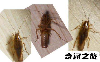 家里蟑螂多怎么解决(家里蟑螂多怎么办只要两个土豆)插图1