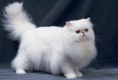 猫的十大神话排行榜(打死猫的十大忌讳)插图2