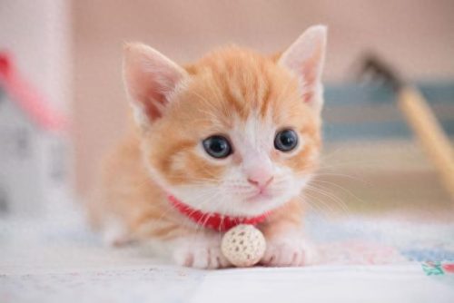 猫的十大神话排行榜(打死猫的十大忌讳)插图4