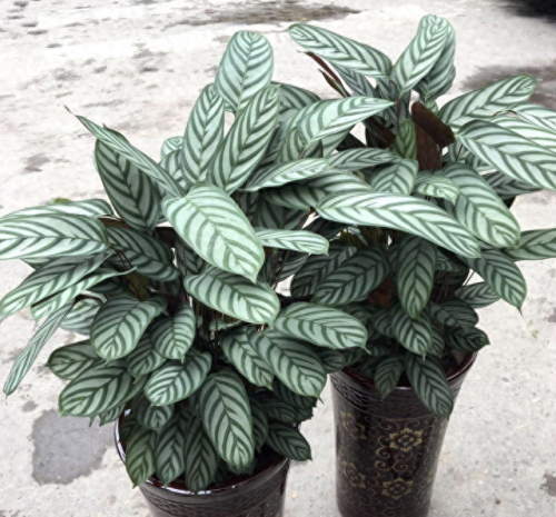 室内好养的植物排名前十(适合室内养的植物100种)插图1