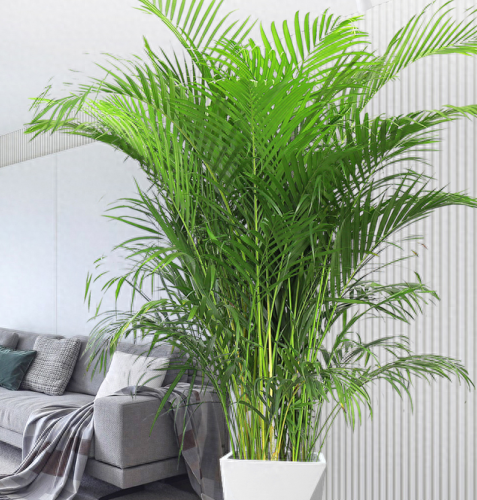 十大竹类植物排行榜(十种养不死的室内花)插图2