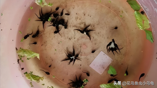 家养小蝌蚪吃什么东西营养更全面(小蝌蚪吃什么东西好养)插图1