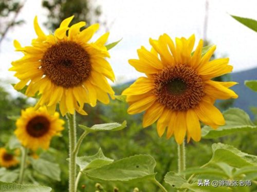 中国私立美术学院排名前十(中国十大美术学院排行)插图1
