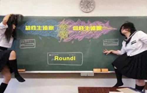 十大品牌安全裤排行榜女士(女生安全裤品牌推荐)插图13