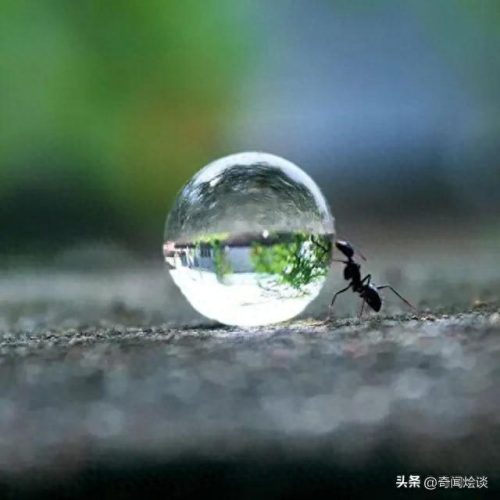 动物捕猎十大排行榜图片(动物捕猎残忍画面)插图25