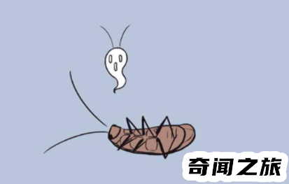 家里蟑螂多怎么解决(家里蟑螂多怎么办只要两个土豆)插图2