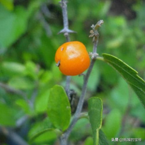 南美十大作物排行榜图标(南美高海拔作物)插图21