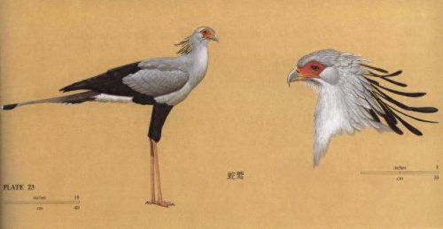 蛇类的十大天敌是什么(蛇最怕一个东西)插图32