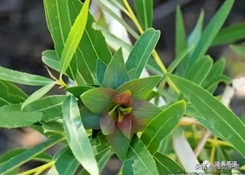 新疆十大香茶排行榜前十名(新疆十大品牌农产品)插图26