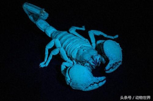最大前十蝎子排名(野生蝎子哪里市场最大)插图3