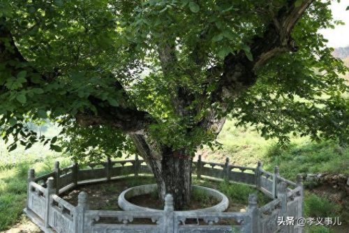 孝义排名前十特产(孝义特产必买清单)插图8