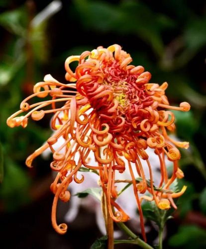 不是花中偏爱菊 此花开尽更无花的意思(花中偏爱菊此花开尽更无花的意思)插图13