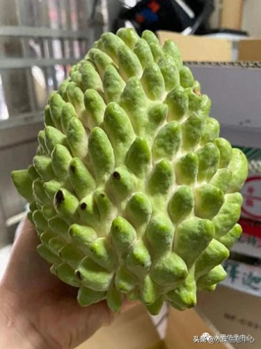 释迦果排名前十(释迦果什么口感最好)插图16