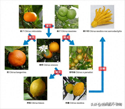 金桔品种排名前十(金桔哪些品种最好)插图