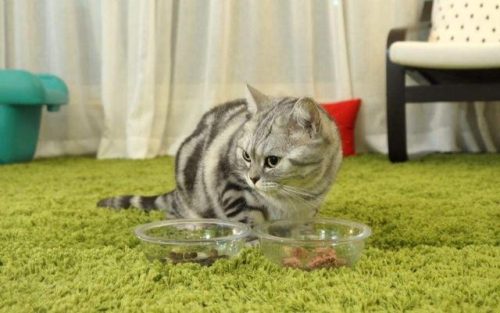 猫吃鱼会不会被鱼刺卡住(猫被鱼刺卡了会自愈吗)插图9