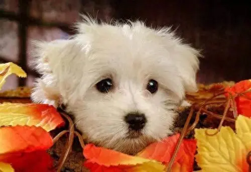 名犬排名前十萨摩耶(狗的智商排名1-100)插图5