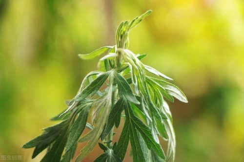 端午节艾草挂门口什么寓意(端午节挂菖蒲和艾草的寓意是什么)插图1