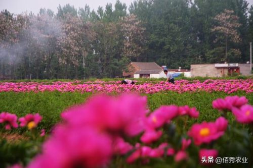 药材好种植吗(2024年可能猛涨的药材)插图3