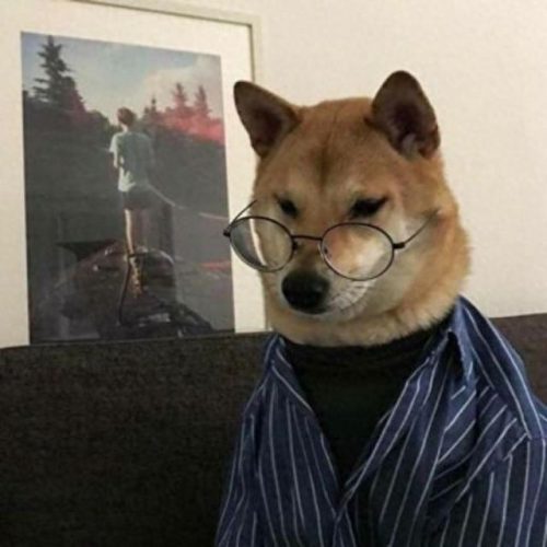 排名前十狗狗起名(最旺财的犬名)插图7