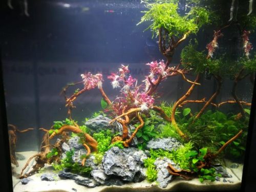 迷你鱼缸平价排名前十(迷你水族箱小鱼缸教程)插图4