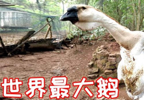 潮汕动物排名前十(潮汕十大神兽动物)插图1