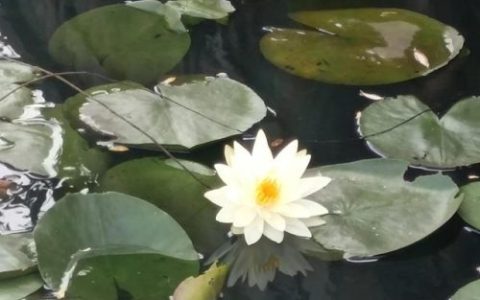 情感日志心情随笔(情感日志人生感悟)