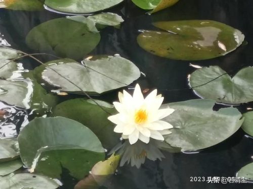 情感日志心情随笔(情感日志人生感悟)插图