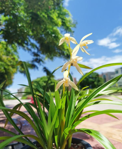 常用花束数量排名前十(花束文案高级感)插图4