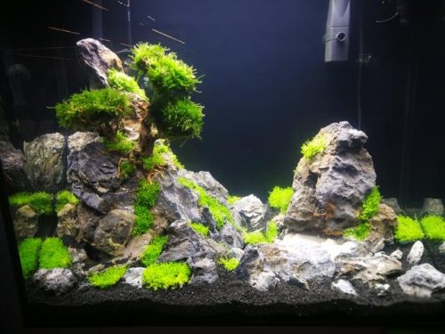 迷你鱼缸平价排名前十(迷你水族箱小鱼缸教程)插图12