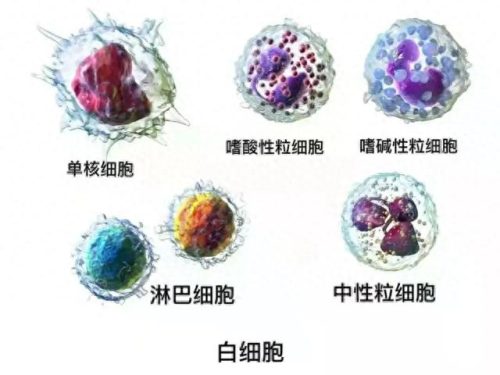 免疫细胞排名前十(细胞免疫功能报告单)插图1