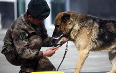 军犬智商排名前十(军犬繁殖的纪录片)