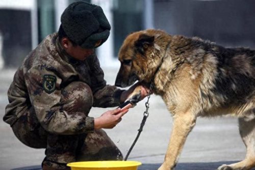 军犬智商排名前十(军犬繁殖的纪录片)插图