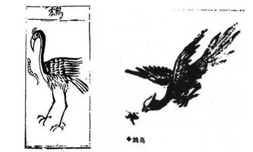 饮鸩止渴的鸩是什么鸟(鸩和鸠的读音)插图