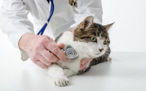 猫咪疾病排名前十(聪明的猫咪排名前十的)