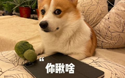 狗粮排名前十品牌柯基(柯基狗粮排行榜前十名)